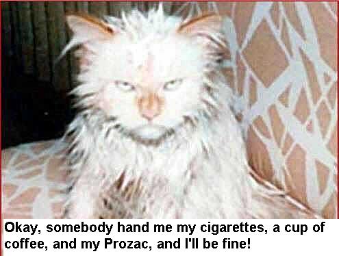 cat.jpg